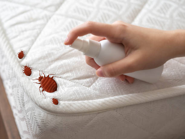 Professional Pest Control in Dormont, PA