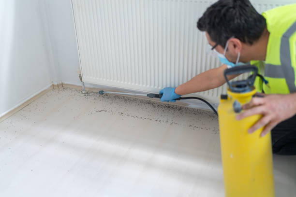 Wasp Removal Services in Dormont, PA
